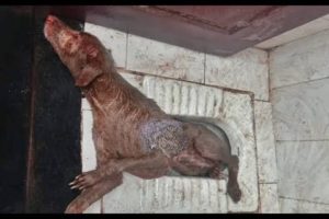 Crawling with maggots abused dog rescued with huge wound #2019