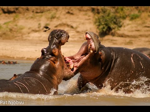Craziest ANIMAL FIGHTS Caught On Camera (Part 3)