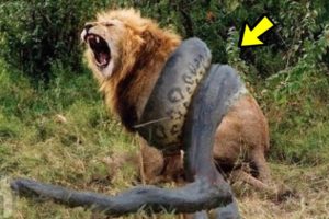 Crazy Epic Wild Animal Fights Caught On Film