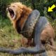Crazy Epic Wild Animal Fights Caught On Film