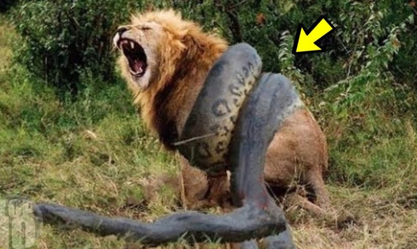 Crazy Epic Wild Animal Fights Caught On Film