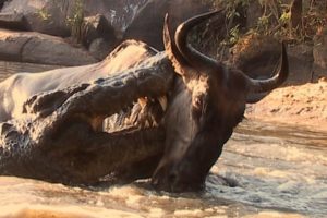 Crocodile Surprise Attacks Wildebeest | BBC Earth