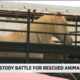 Custody battle for rescued animals