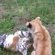 Cute Animals Fights - Baby Lion vs Baby Tiger - Monkey vs Cat - Kitten vs Puppy