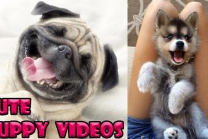 Cute Baby Dogs Compilation #2 - Cute Puppies Doing Funny Things | Cutest Puppy Ever In The World