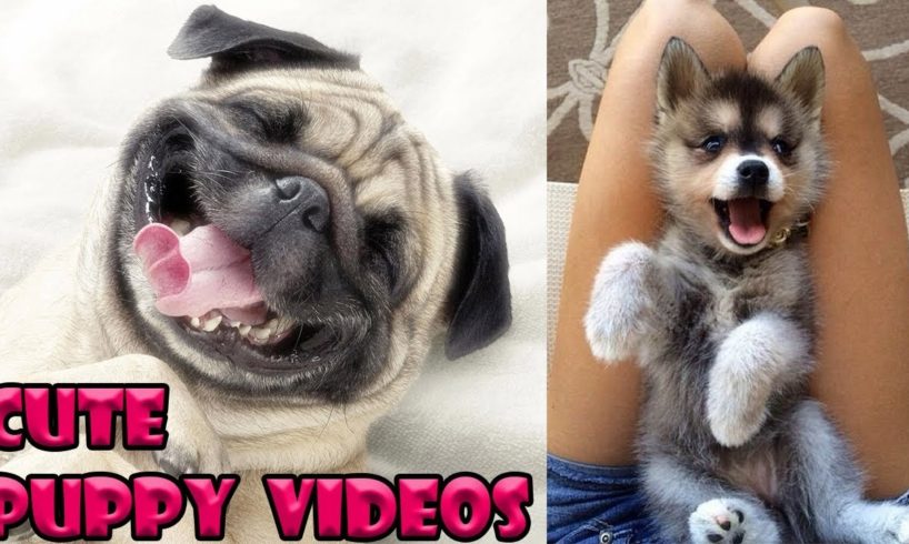 Cute Baby Dogs Compilation #2 - Cute Puppies Doing Funny Things | Cutest Puppy Ever In The World