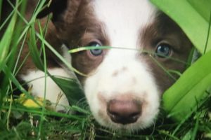 Cute Border Collie Puppies Playing!