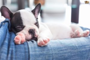 Cute Bulldogs Puppies Falling Asleep And Sleeping Compilation 2018