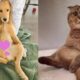 Cute Dogs And Cats Funny Videos Aww - Cutest Dogs And Cats Awesome Funny Videos | Puppies TV