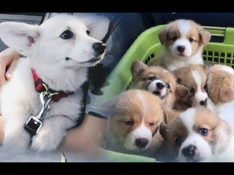 Cute Dogs Video of 2019 | Cutest puppies in the World