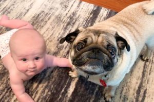 Cute Dogs and Babies Playing Together - Baby And Dog videos