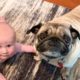 Cute Dogs and Babies Playing Together - Baby And Dog videos