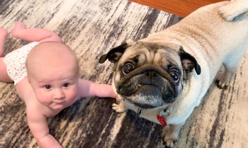 Cute Dogs and Babies Playing Together - Baby And Dog videos