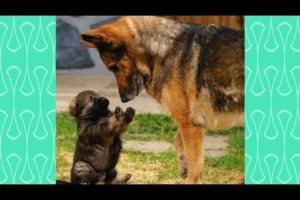 Cute German Shepherd Puppies playing with their Mom and Dad  -  Funny German Shepherd Dogs Videos