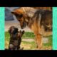 Cute German Shepherd Puppies playing with their Mom and Dad  -  Funny German Shepherd Dogs Videos