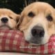 Cute Golden Retriever Puppies Doing Funny Things - Cutest Golden Retriever Puppy Ever | Puppies TV