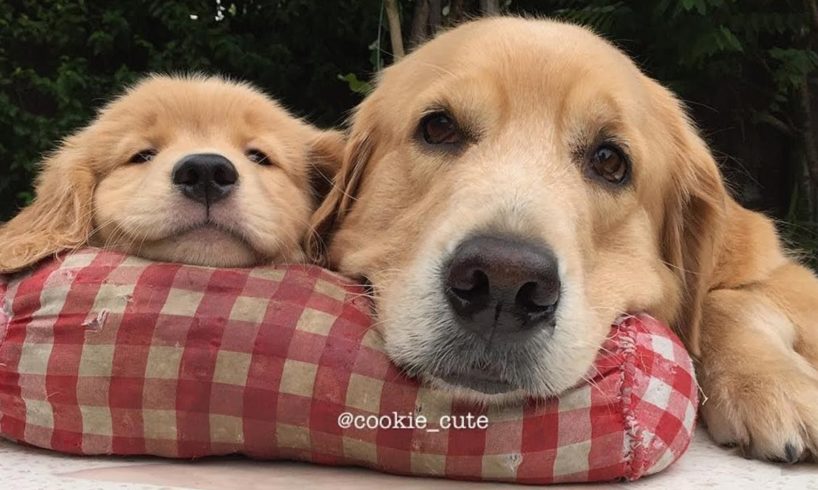 Cute Golden Retriever Puppies Doing Funny Things - Cutest Golden Retriever Puppy Ever | Puppies TV