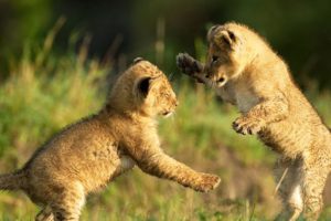 Cute LION CUBS Playing (HD) [Funny Pets]