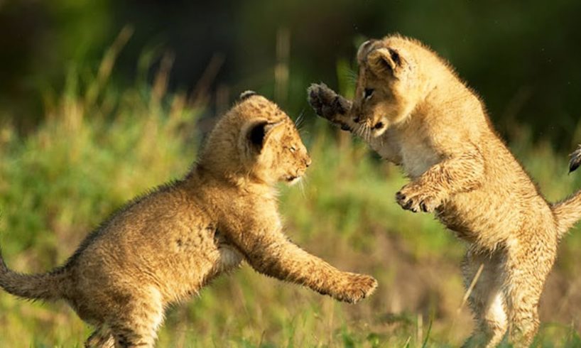 Cute LION CUBS Playing (HD) [Funny Pets]