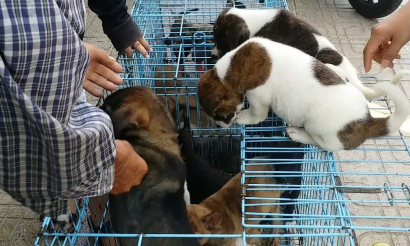 Cute Puppies In The Cage and Finally Had Found Thier Owner | Puppy Maket