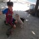 Cute Puppies, My Son Playing With Cute Puppies