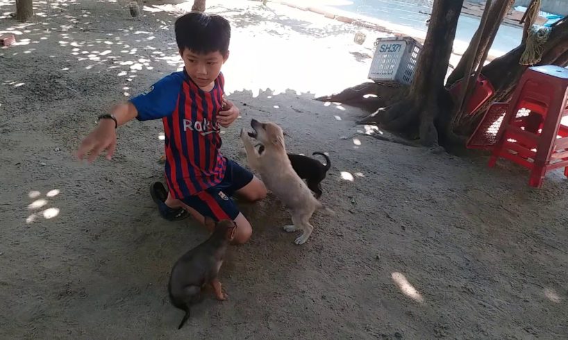 Cute Puppies, My Son Playing With Cute Puppies