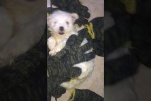 Cute Puppies Playing