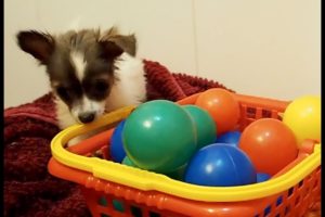 Cute Puppies Playing, Funny Dog Videos