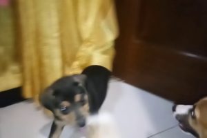 Cute Puppies - Rottweiler vs Askal (Close fight!)