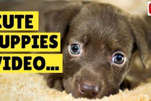 Cute Puppies Video  Adorable Puppies Compilation Video
