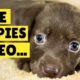 Cute Puppies Video  Adorable Puppies Compilation Video