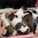 Cute Puppies Were Rescued From Flood