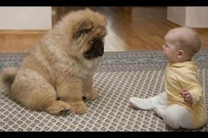 Cute Puppies With Babies - Cute Puppies Breed | Cute Puppies Babies