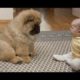 Cute Puppies With Babies - Cute Puppies Breed | Cute Puppies Babies