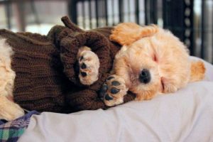 Cute Puppies & Dogs Sleeping #73