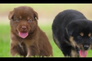 Cute Puppies and Kitten Videos