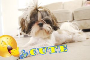 Cute Puppies can't keep their eyes open || Shih Tzu