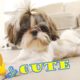 Cute Puppies can't keep their eyes open || Shih Tzu