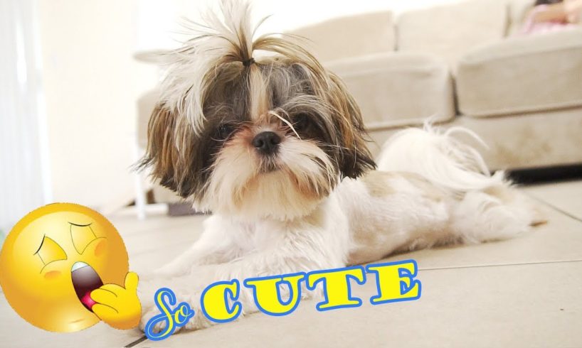 Cute Puppies can't keep their eyes open || Shih Tzu
