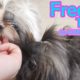 Cute Puppies loves Puppy Treats || Shih Tzu