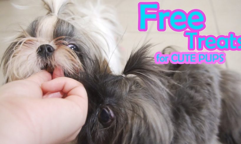 Cute Puppies loves Puppy Treats || Shih Tzu