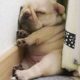 Cute Puppys Doing Funny Things - Cutest Puppies Sleeping Together | Baby Dogs Cute And Funny