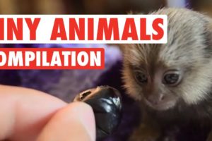 Cute Tiny Animals Pet Video Compilation 2016
