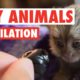 Cute Tiny Animals Pet Video Compilation 2016