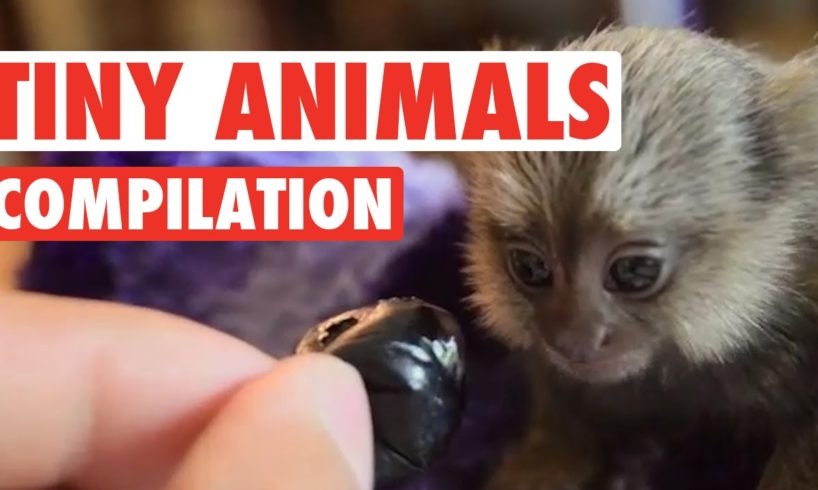 Cute Tiny Animals Pet Video Compilation 2016