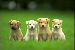 Cute dogs!! - Cute puppies and dogs video ( Dog video in Dog pictures)