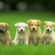 Cute dogs!! - Cute puppies and dogs video ( Dog video in Dog pictures)