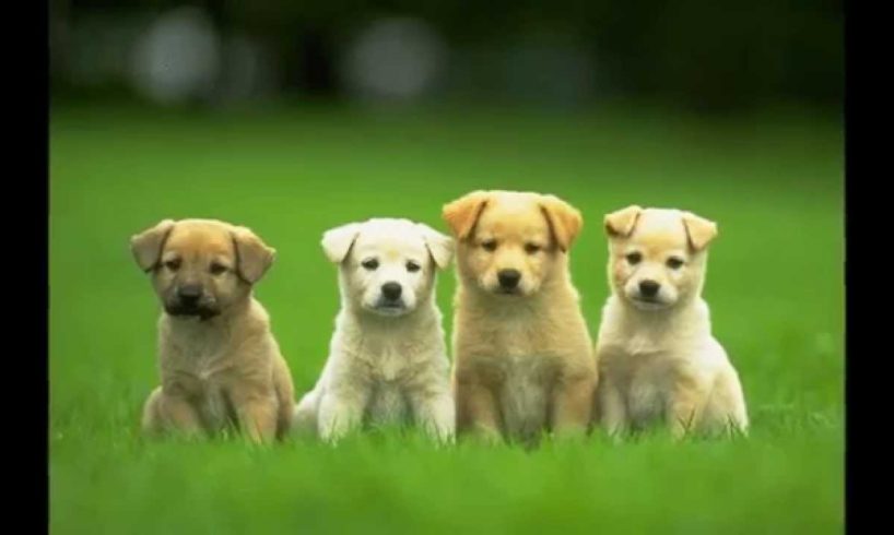 Cute dogs!! - Cute puppies and dogs video ( Dog video in Dog pictures)