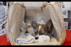 Cute puppies Chihuahua video