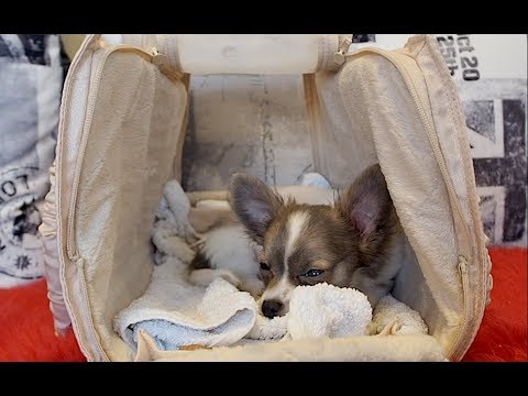 Cute puppies Chihuahua video